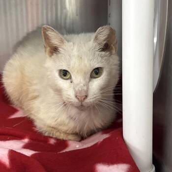 Cher -  Siamese Cat for Adoption in Lakeland, Florida - Cher | PetCurious