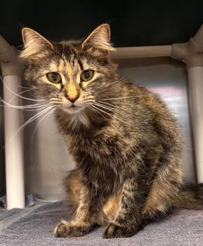 Domestic Medium Hair Cats Available for Adoption - Rem | PetCurious