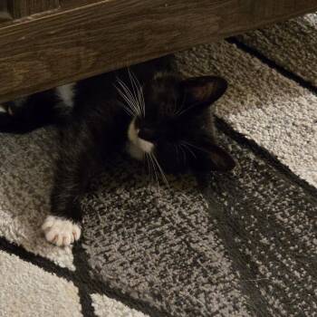 Domestic Medium Hair Cats Available for Adoption - Bryce | PetCurious