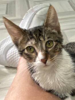 Hank -  Domestic Short Hair Cat for Adoption in Murphysboro, Illinois - Hank | PetCurious
