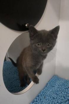 Gwen -  Russian Blue Cat for Adoption in Reeseville, Wisconsin - Gwen | PetCurious