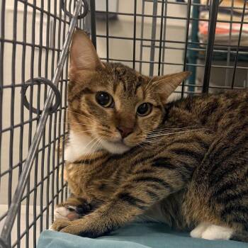 Domestic Short Hair Cats Available for Adoption in Las Cruces, New Mexico - Maui | PetCurious