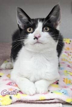 Cecil -  Domestic Short Hair Cat for Adoption in Mason, Michigan - Cecil | PetCurious