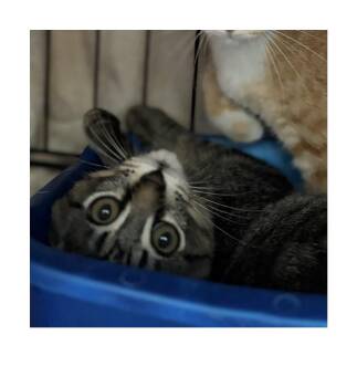 Mario -  Domestic Short Hair Cat for Adoption in New York, New York - Mario | PetCurious
