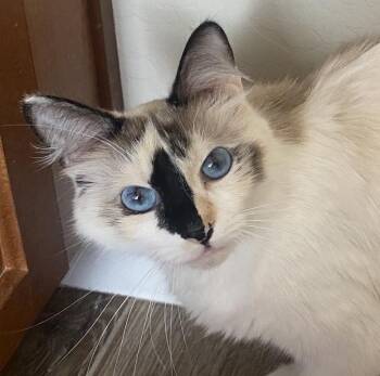Maisie Wigglebottom -  Domestic Long Hair and Snowshoe Cat for Adoption in Chandler, Arizona - Maisie Wigglebottom | PetCurious