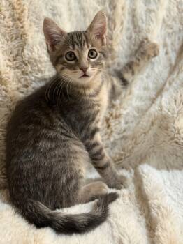 Rescue Domestic Short Hair Cats for Adoption in Millcreek, Utah - Ten | PetCurious