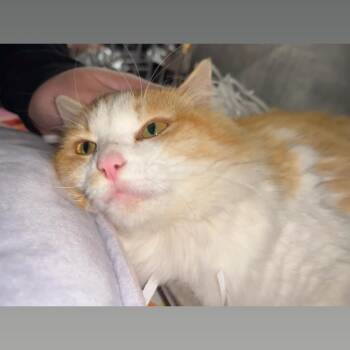 Domestic Medium Hair Cats Available for Adoption in Waldorf, Maryland - Peaches | PetCurious