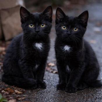 Domestic Short Hair Cats Available for Adoption - Halo | PetCurious