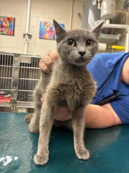 Eva -  Domestic Short Hair Cat for Adoption in Mobile, Alabama - Eva | PetCurious