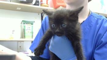 Rescue Domestic Short Hair Cats for Adoption - Elpha | PetCurious