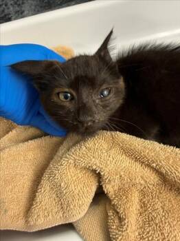 ELEANOR -  Domestic Short Hair Cat for Adoption in Woodland, California - ELEANOR | PetCurious