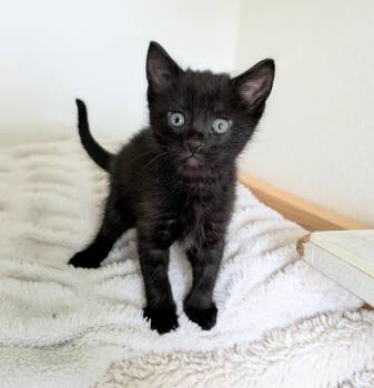 Hush Puppy -  Domestic Short Hair Cat for Adoption in Omaha, Nebraska - Hush Puppy | PetCurious