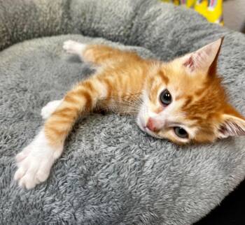 Thumper -  Domestic Short Hair Cat Available for Adoption in Clinton, South Carolina - Thumper | PetCurious