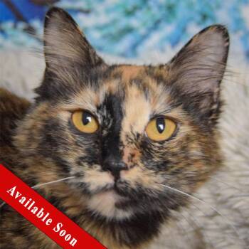 Tortoiseshell and Domestic Medium Hair Cats Available for Adoption - Bay | PetCurious