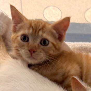 Trixie -  Domestic Short Hair Cat for Adoption in Evansville, Indiana - Trixie | PetCurious