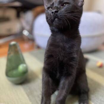 Angel -  Domestic Short Hair Cat for Adoption in Seven Valleys, Pennsylvania - Angel | PetCurious