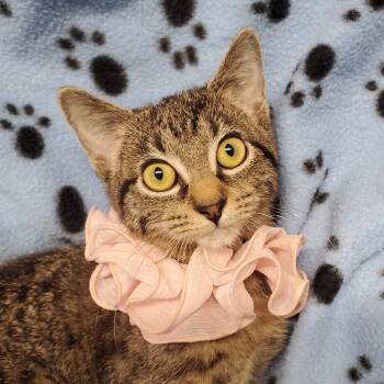 Eleanor -  Domestic Short Hair Cat for Adoption in Marseilles, Illinois - Eleanor | PetCurious