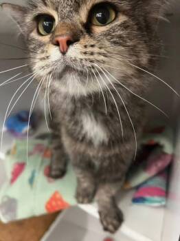 Rescue Domestic Medium Hair Cats for Adoption in Cleveland, Ohio - Gertrude | PetCurious