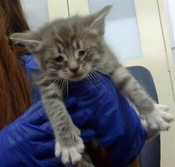 Domestic Short Hair Cats Available for Adoption in Dallas, Texas - BRYCE | PetCurious