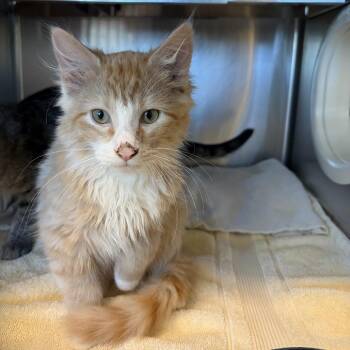 Swiffer -  Domestic Short Hair Cat for Adoption in Asheville, North Carolina - Swiffer | PetCurious