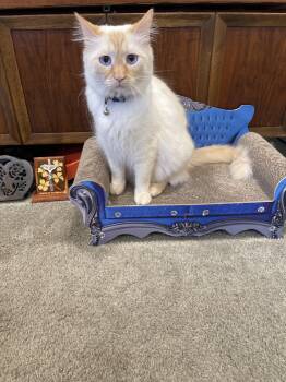 Siamese Cats Available for Adoption - Sparks  | PetCurious