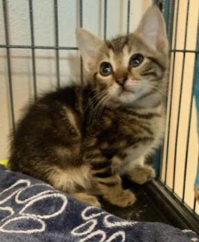 Linda -  Domestic Short Hair Cat for Adoption in Fort Worth, Texas - Linda | PetCurious