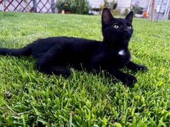 El -  Domestic Short Hair Cat for Adoption in Pasco, Washington - El | PetCurious