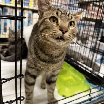 Rescue Tabby Cats for Adoption in Fresno, California - Kyle | PetCurious