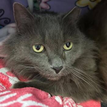 Rivers -  Domestic Medium Hair Cat for Adoption in Charlottesville, Virginia - Rivers | PetCurious
