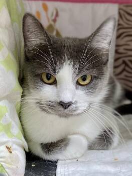 Domestic Short Hair Cats Available for Adoption - Sugar | PetCurious