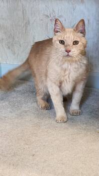 Franklin -  Domestic Short Hair Cat for Adoption in Inez, Kentucky - Franklin | PetCurious