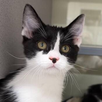 Ham -  Domestic Short Hair Cat for Adoption in Colorado Springs, Colorado - Ham | PetCurious