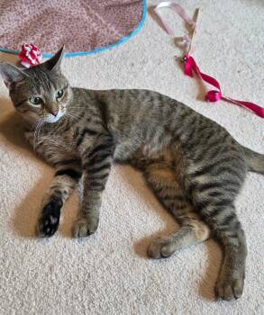 Steamy -  Domestic Short Hair Cat for Adoption in Plainfield, Illinois - Steamy | PetCurious