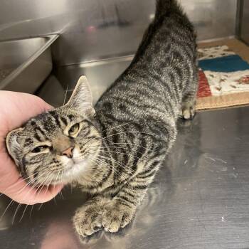 Monica -  Domestic Short Hair Cat for Adoption in Monroe, Louisiana - Monica | PetCurious