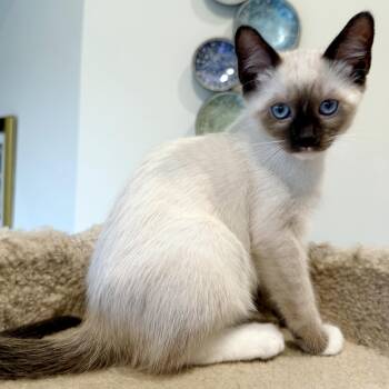 Espresso -  Siamese and Snowshoe Cat for Adoption in Lake Monroe, Florida - Espresso | PetCurious