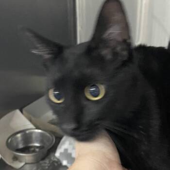 Julian -  Domestic Short Hair Cat for Adoption in Bentonville, Arkansas - Julian | PetCurious