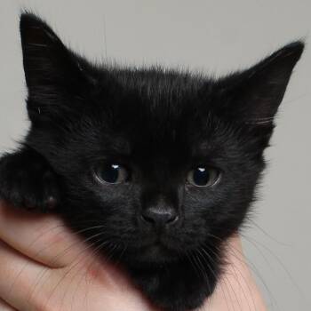 Domestic Short Hair Cats Available for Adoption in Minnetonka, Minnesota - Snape C69591 | PetCurious