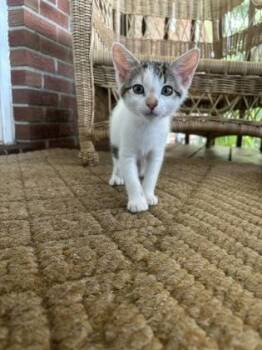 93299a Marianne-Petco North Charleston -  Domestic Short Hair Cat for Adoption in North Charleston, South Carolina - 93299a Marianne-Petco North Charleston | PetCurious