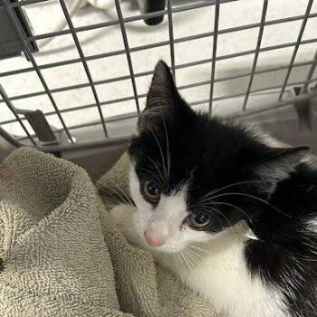 Dolly -  Domestic Short Hair Cat for Adoption in Jeffersonville, Indiana - Dolly | PetCurious