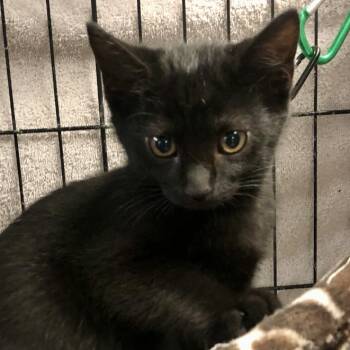 Rescue Domestic Short Hair Cats for Adoption in Knoxville, Tennessee - Amy | PetCurious