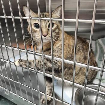 Bellah -  Domestic Short Hair Cat for Adoption in Clearwater, Florida - Bellah | PetCurious