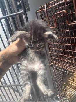 Domestic Short Hair Cats Available for Adoption in Houston, Texas - MARQUIE | PetCurious