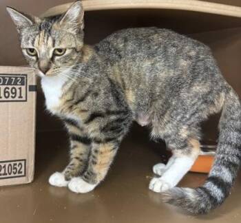 Cass $50 -  Domestic Short Hair Cat for Adoption in Seneca, South Carolina - Cass $50 | PetCurious