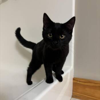 Echo -  Domestic Medium Hair Cat for Adoption in Harrisonburg, Virginia - Echo | PetCurious