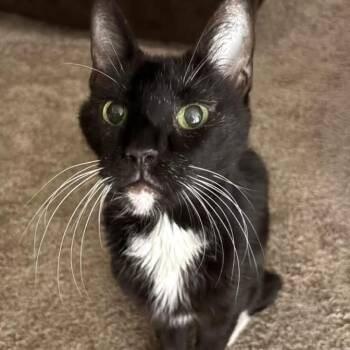 Domestic Short Hair Cats Available for Adoption in Wheeling, Illinois - Riot | PetCurious