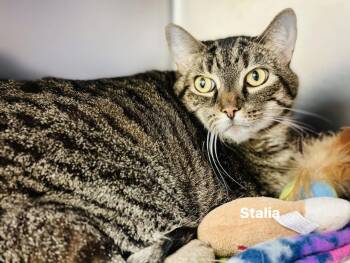 Rescue Domestic Short Hair and Tabby Cats for Adoption in Allentown, Pennsylvania - Stalia | PetCurious