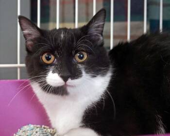 Tuxedo Cats Available for Adoption - Clover | PetCurious