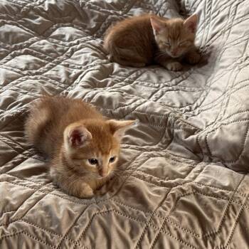 Goldfish -  Domestic Short Hair Cat for Adoption in Brea, California - Goldfish | PetCurious