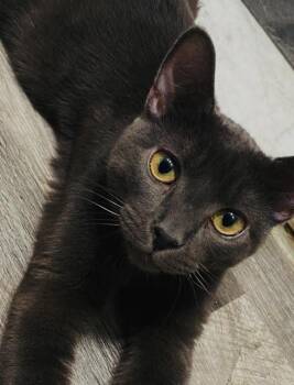 Rescue Domestic Short Hair Cats for Adoption in Albany, New York - Wolfy | PetCurious