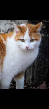 Alex* -  Domestic Short Hair Cat for Adoption in Cromwell, Kentucky - Alex* | PetCurious